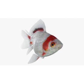 Fantail Goldfish (Animated) 3D